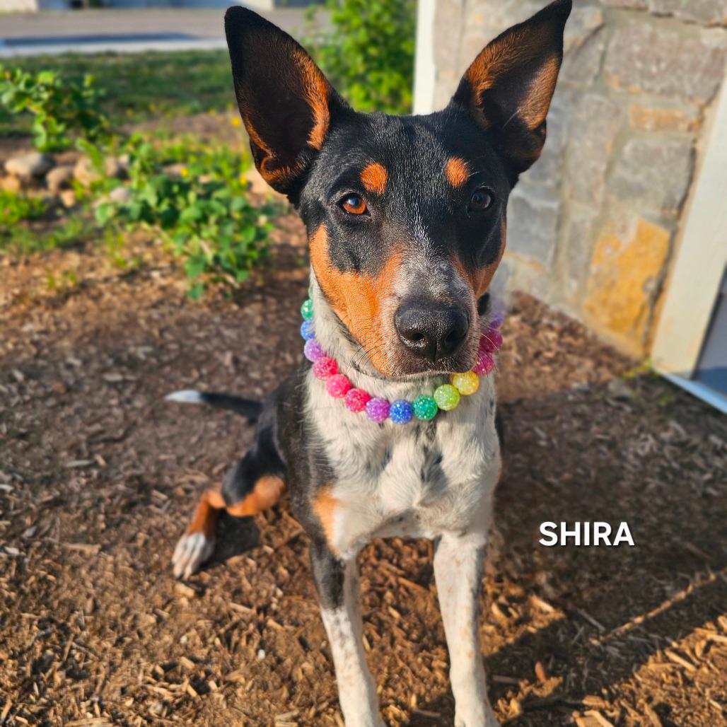Shira