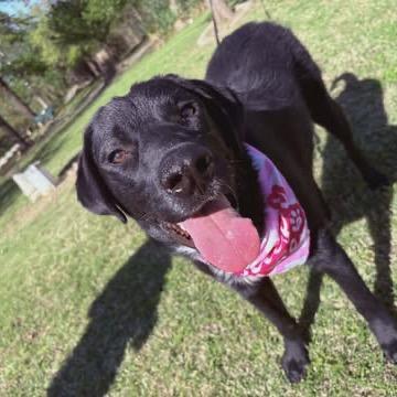 Onyx (Maggie)