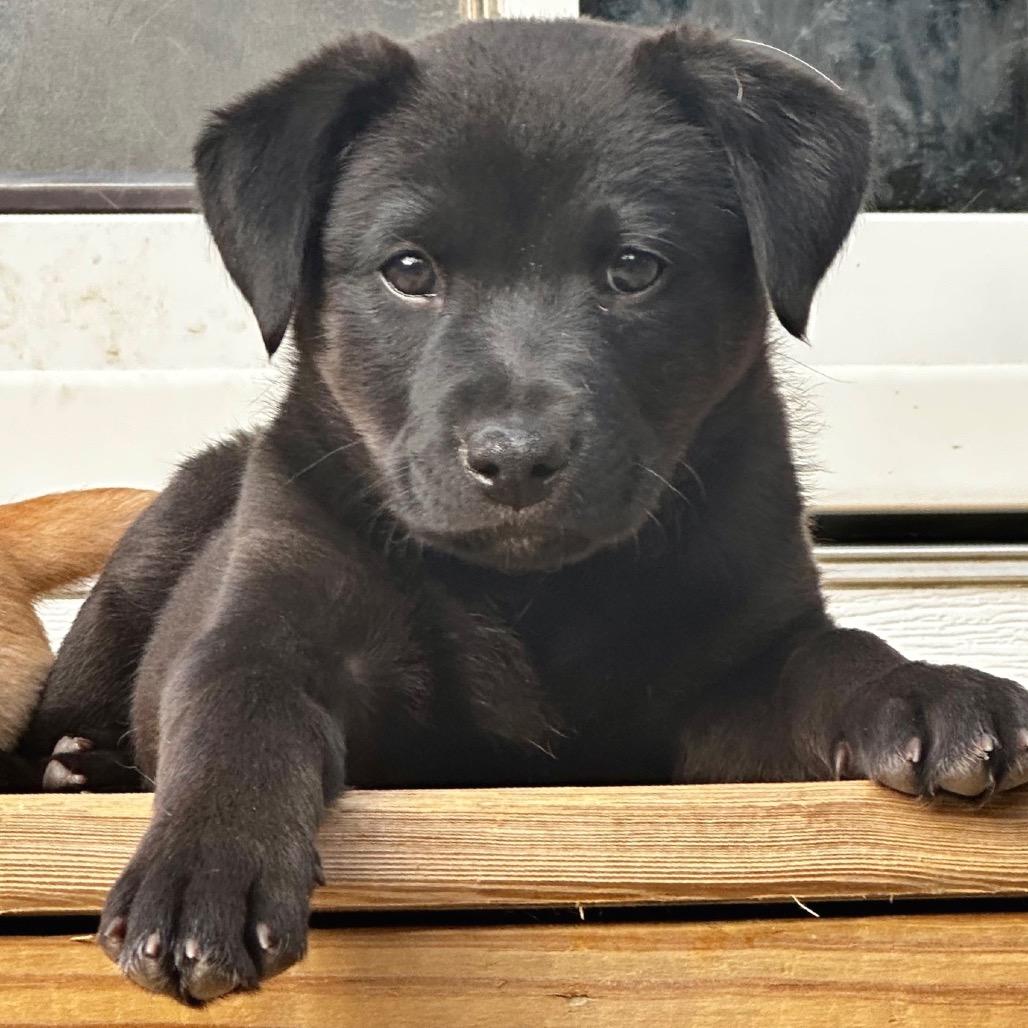 Heather O'Puppy Remi Pup