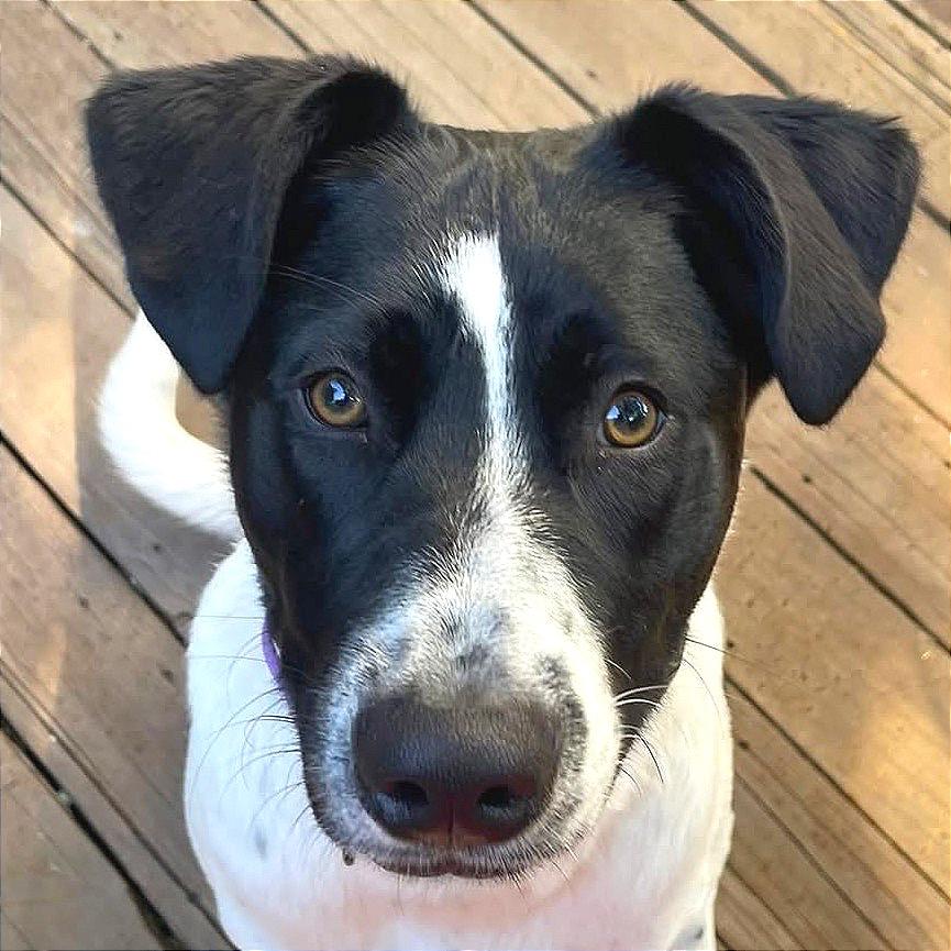 Rascal