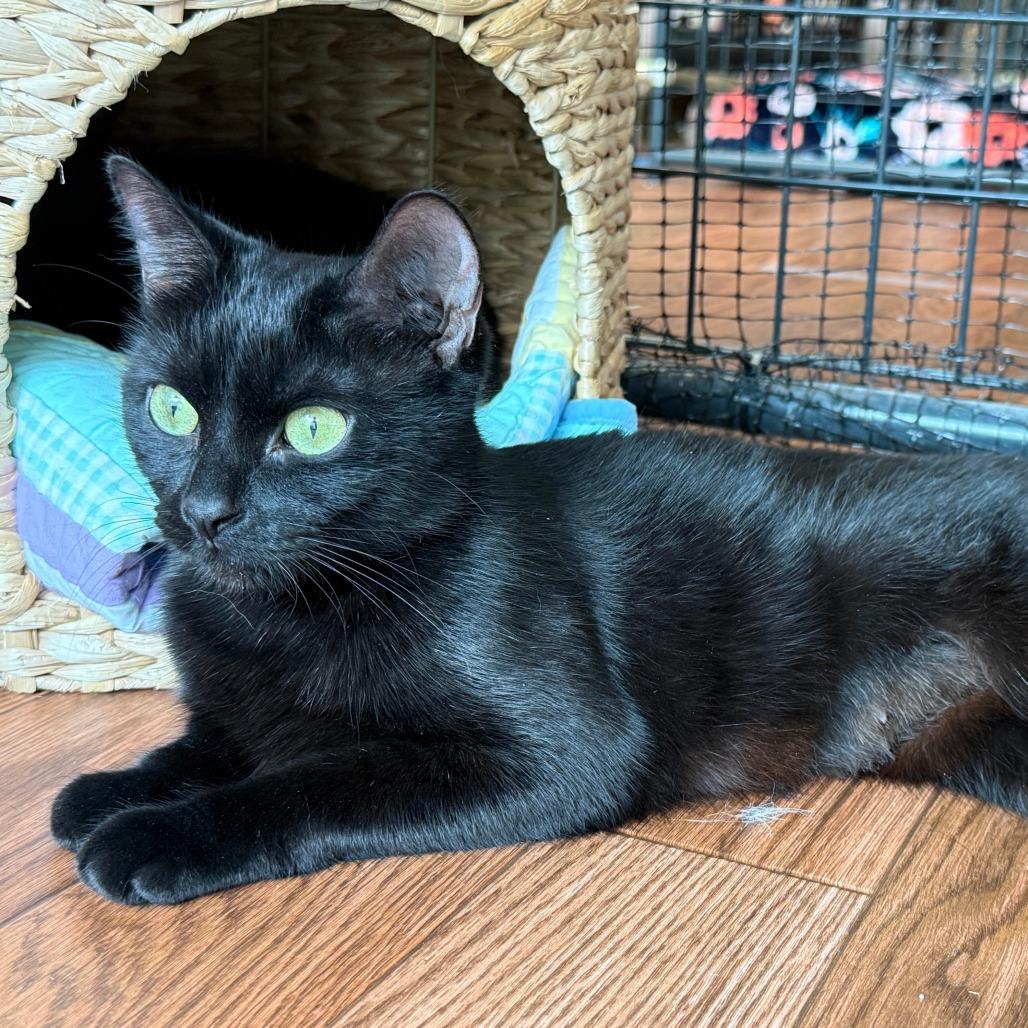 Lyla