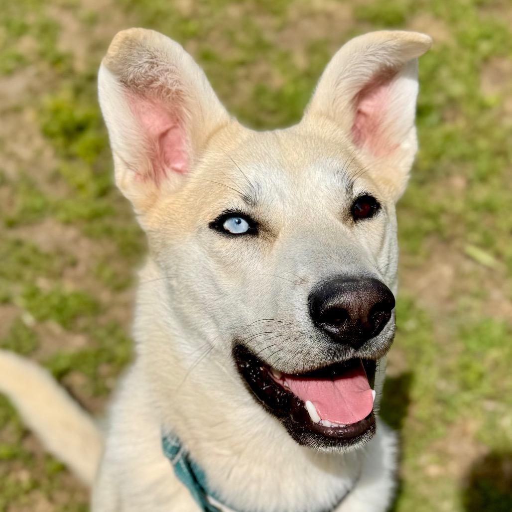 Ryder