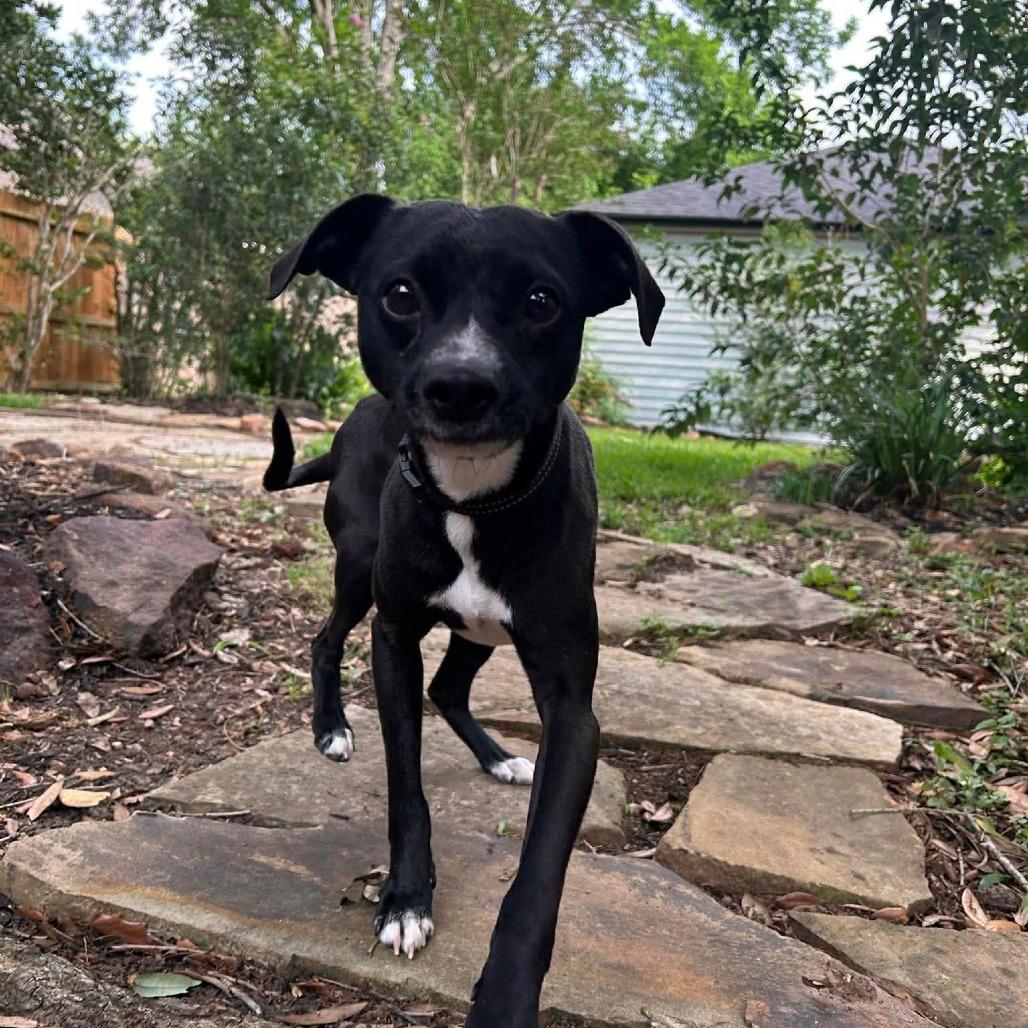 Trinket D10992 *Arriving 5/1