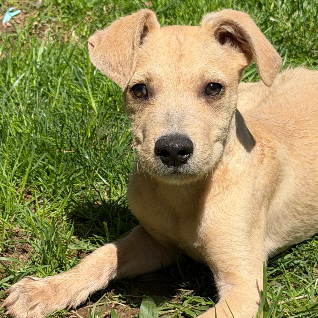 NY Peter Pan (Foster in Carmel NY)