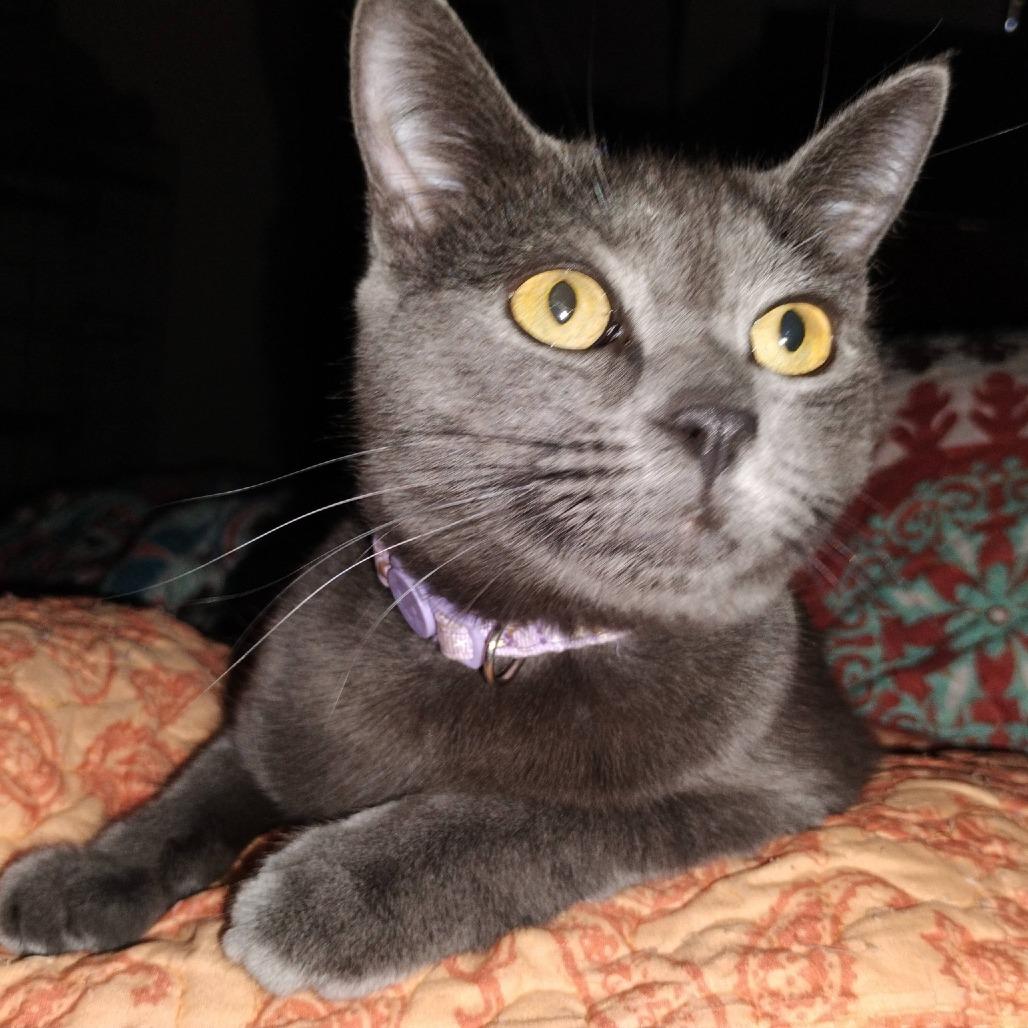 Roki