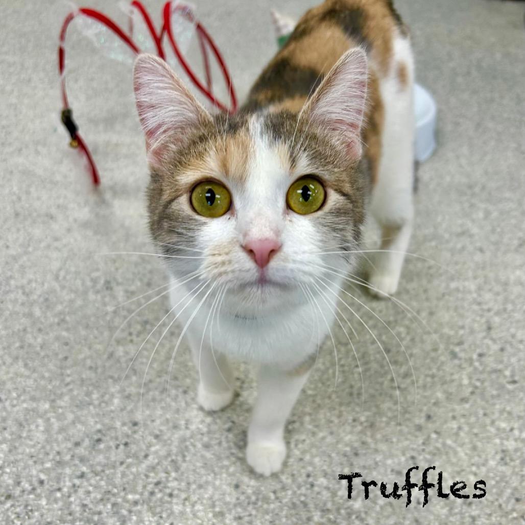 Truffles