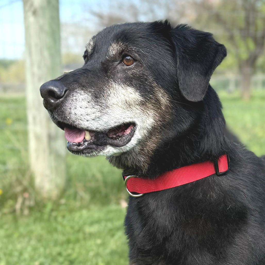 Carl (In Foster)