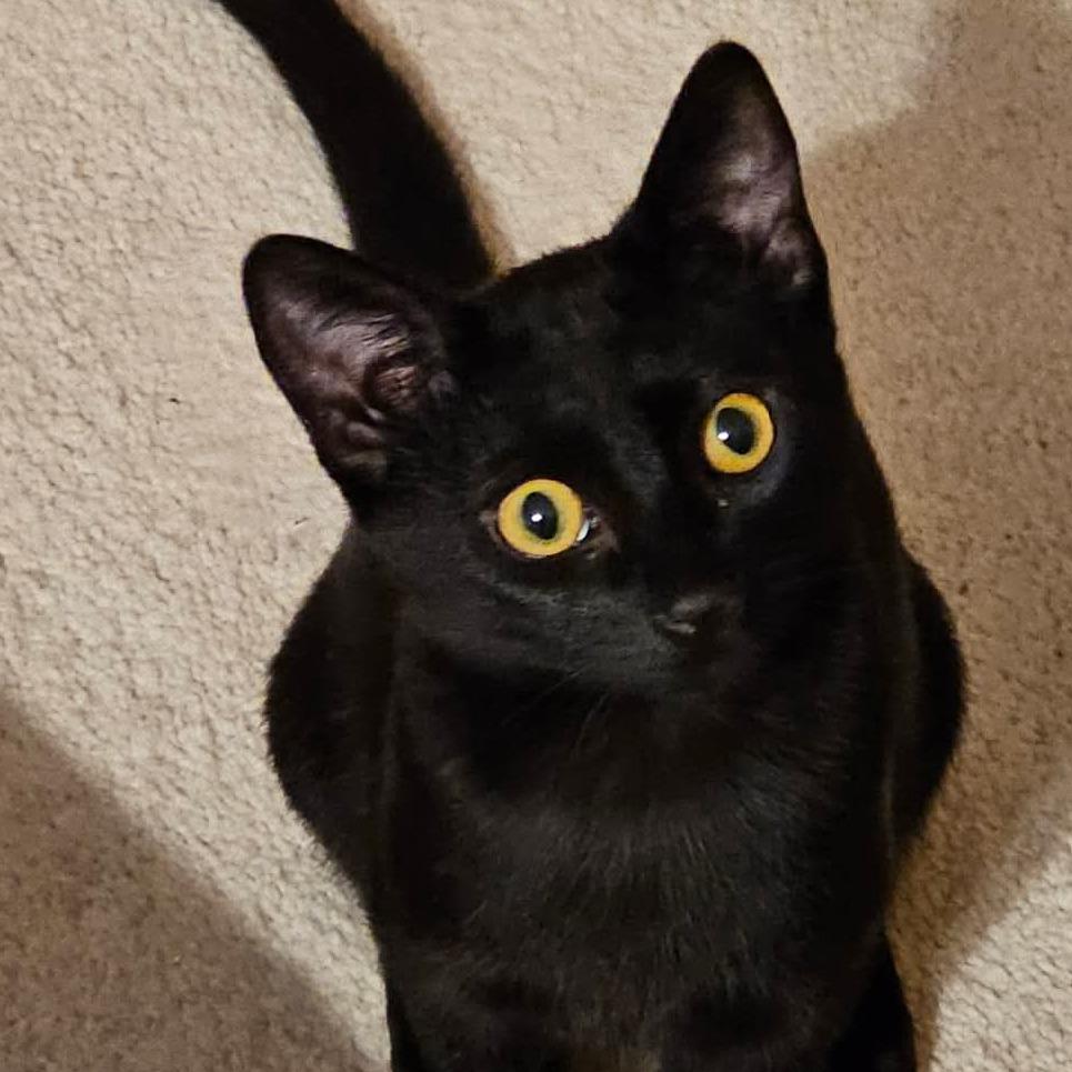 Peanut 5