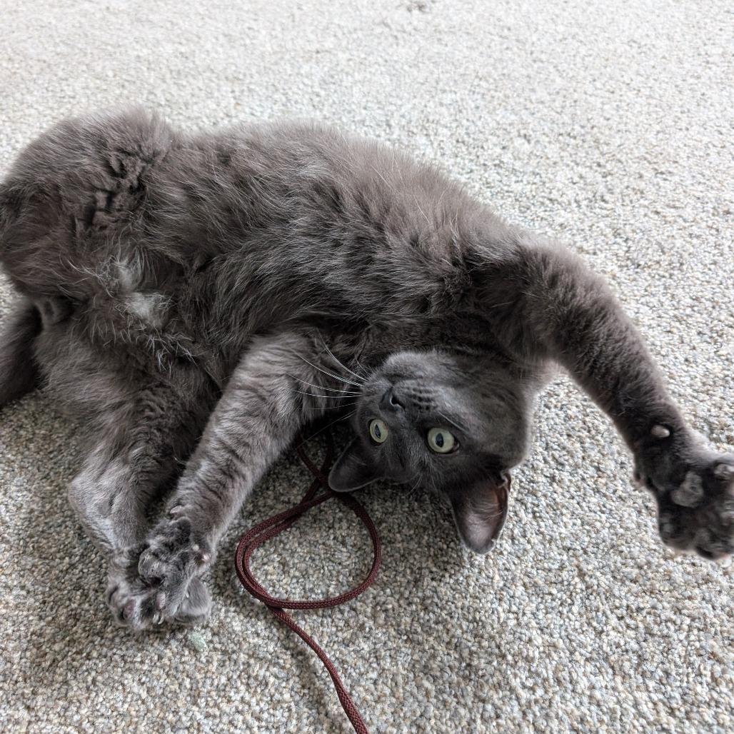 Baloo