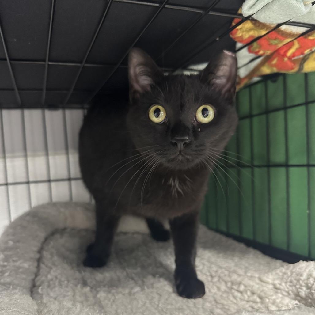 Salem (26-3726)