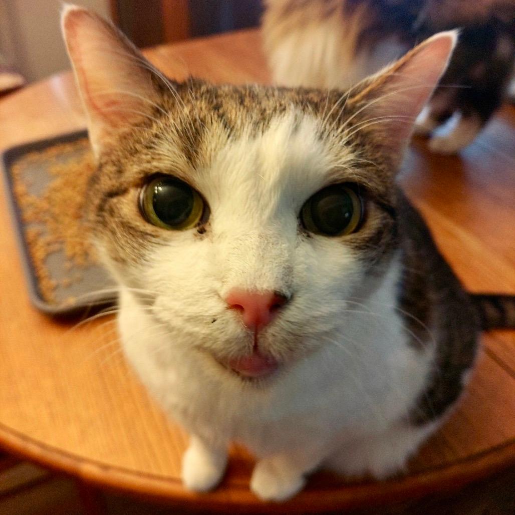 Gravy