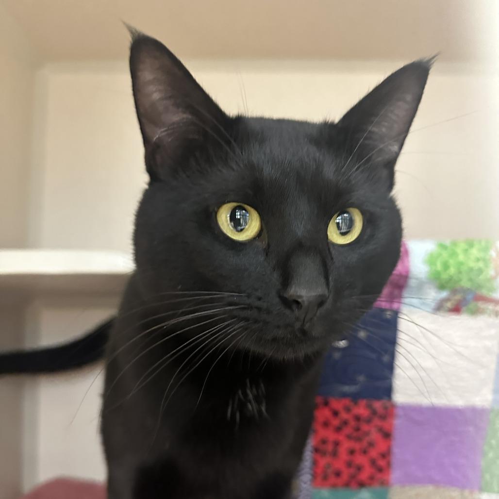 Sir Almighty Trumpet