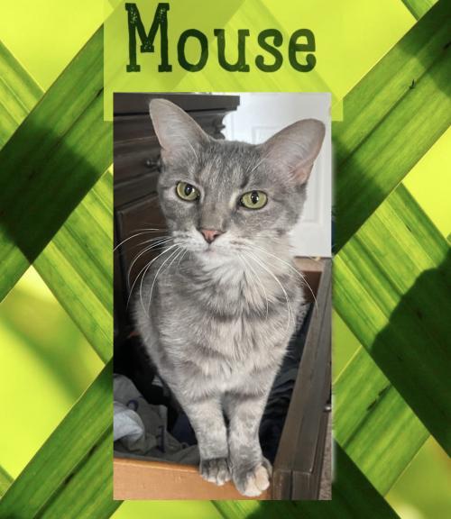 Decatur, IL Animal Shelters & Rescues