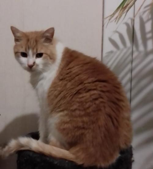 Adoptable Cats & Kittens in Kalamazoo, MI