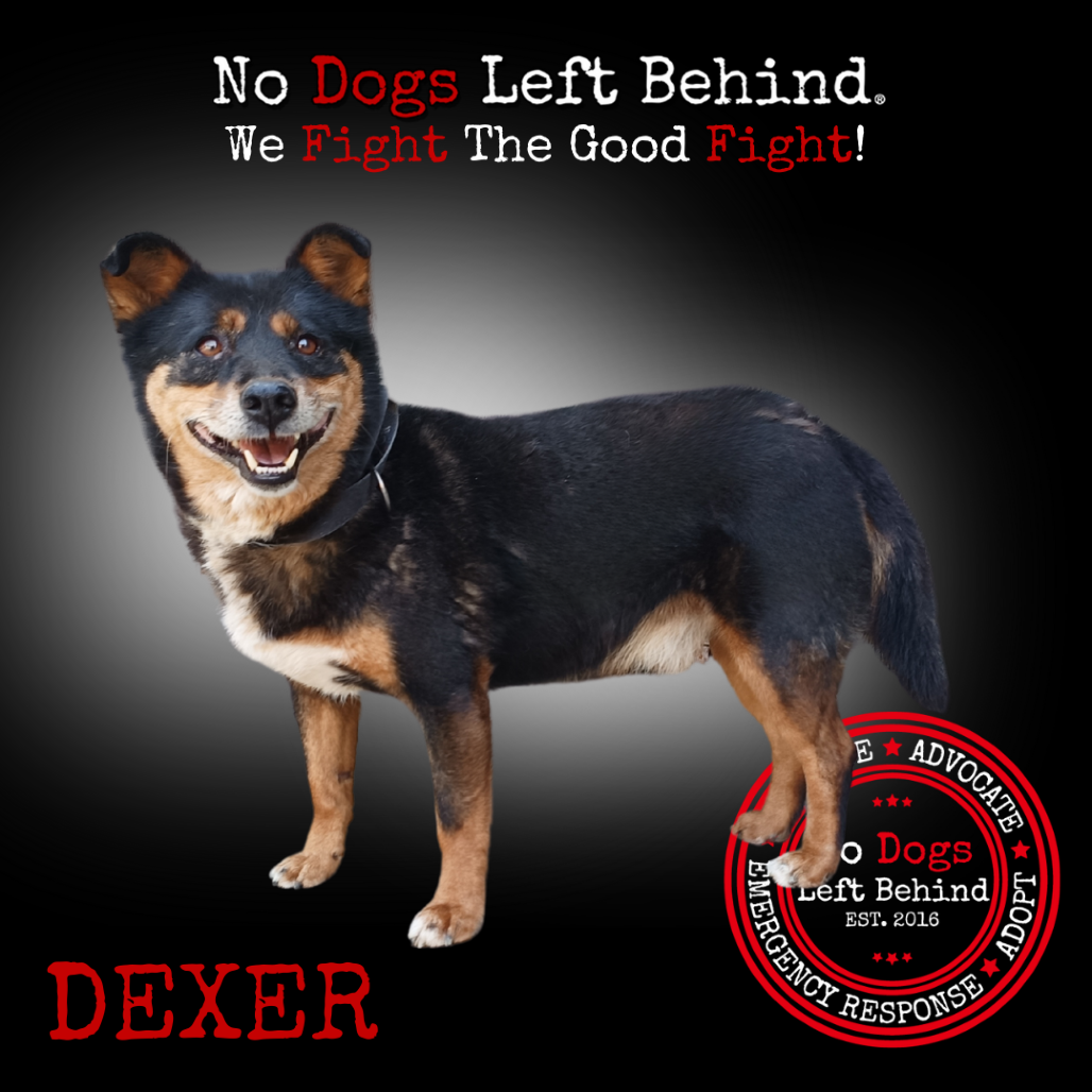 Picture of Dexer 2038
