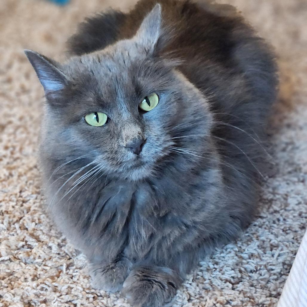 Phoebe
