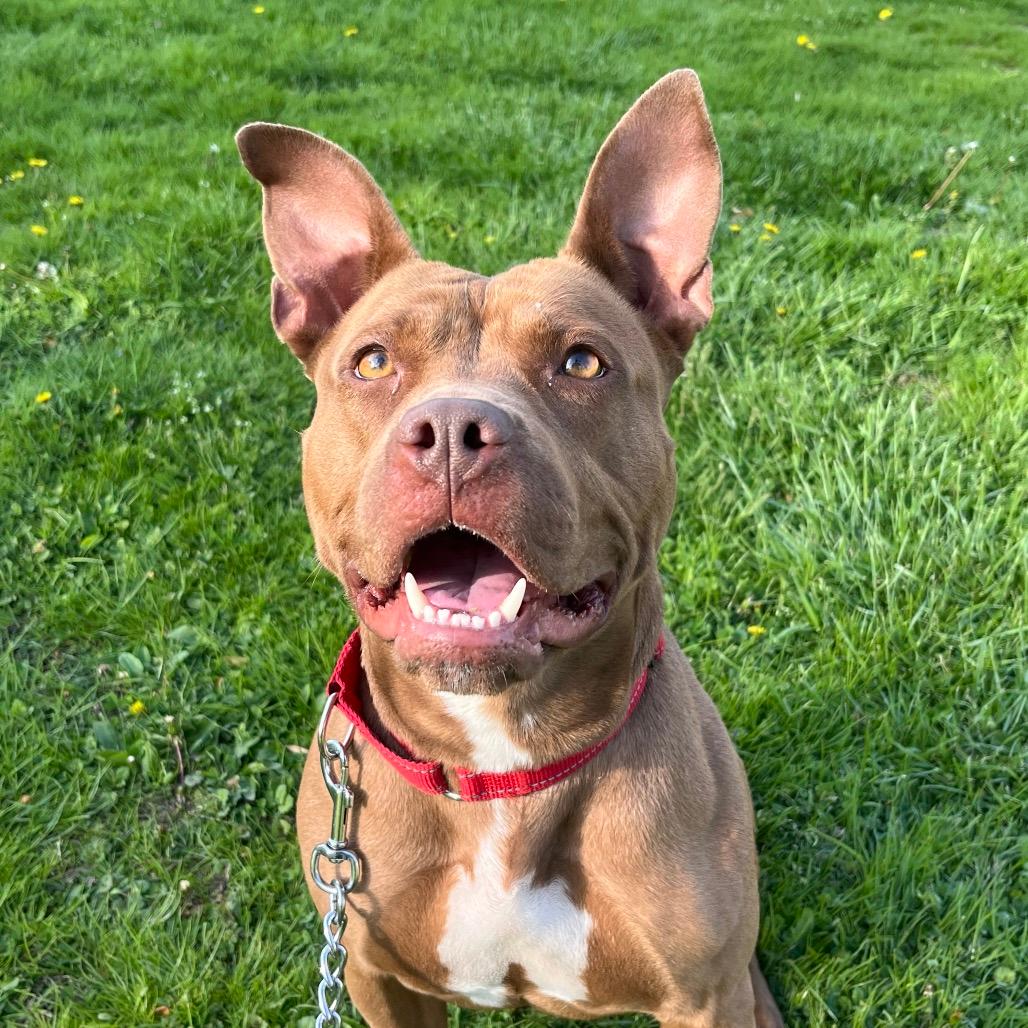 Kona