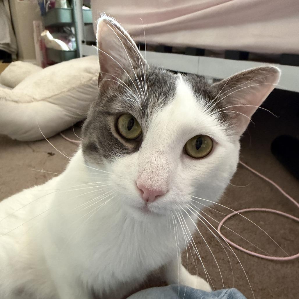 Storm - IN FOSTER