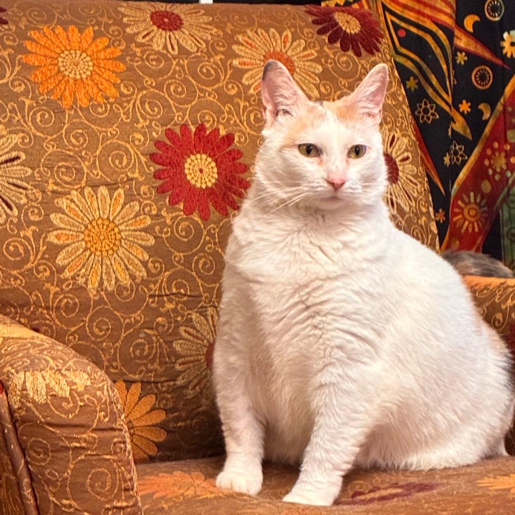 Patches II - IN FOSTER