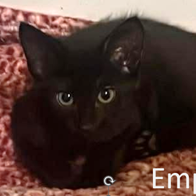 Emperor “Queenvon”