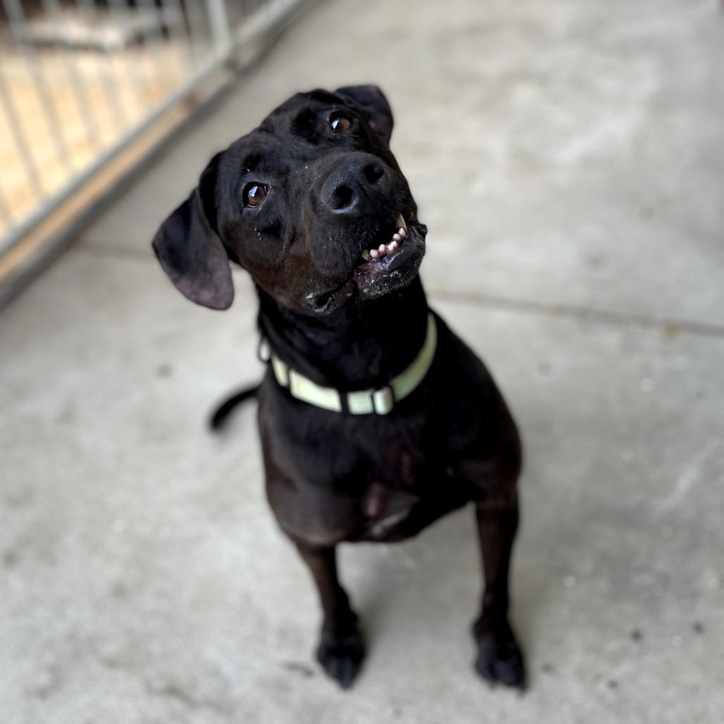 Delilah
