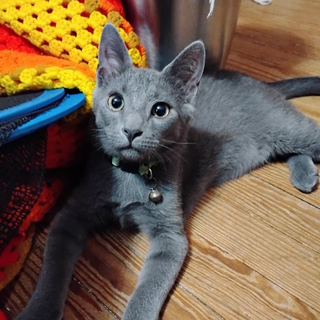 Peppercorn
