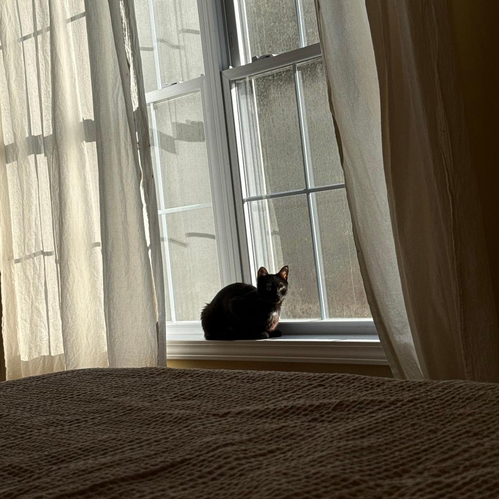 Violet (Bridgertons)