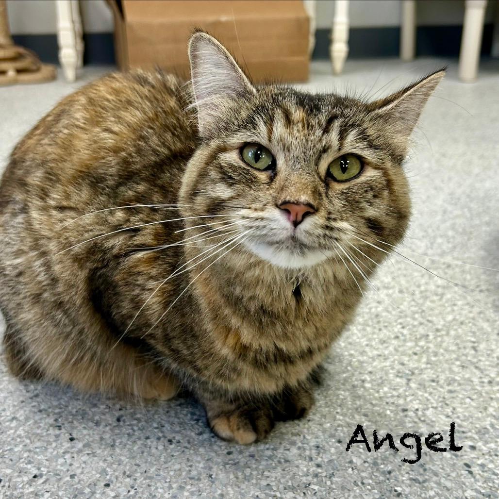 Angel