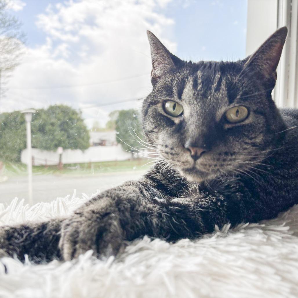 Dallas - IN FOSTER