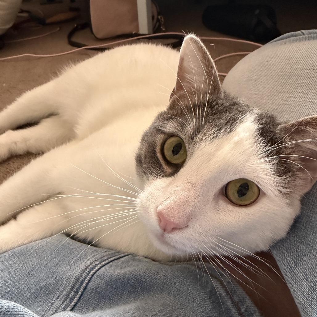 Storm - IN FOSTER