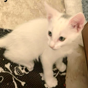 Royal “Marshmallow”