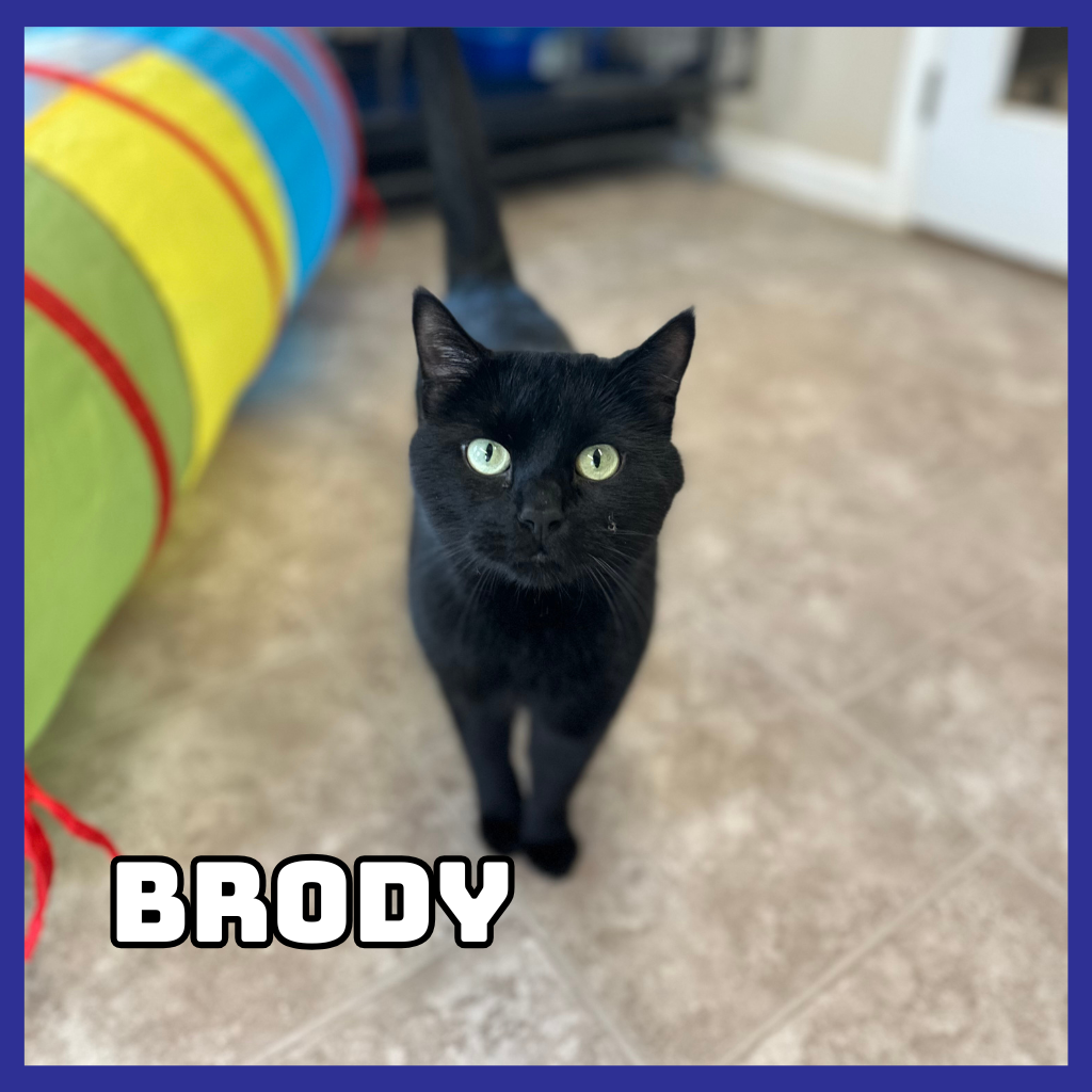 Brody 