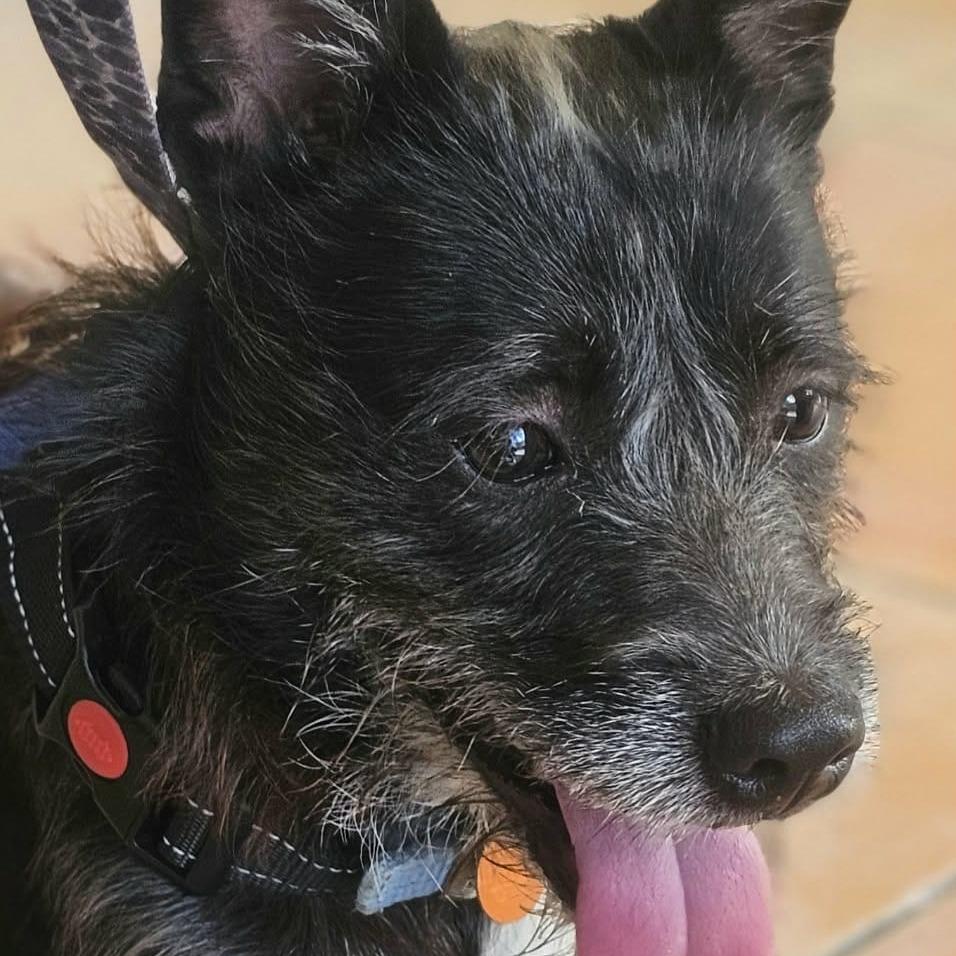 Perrito
