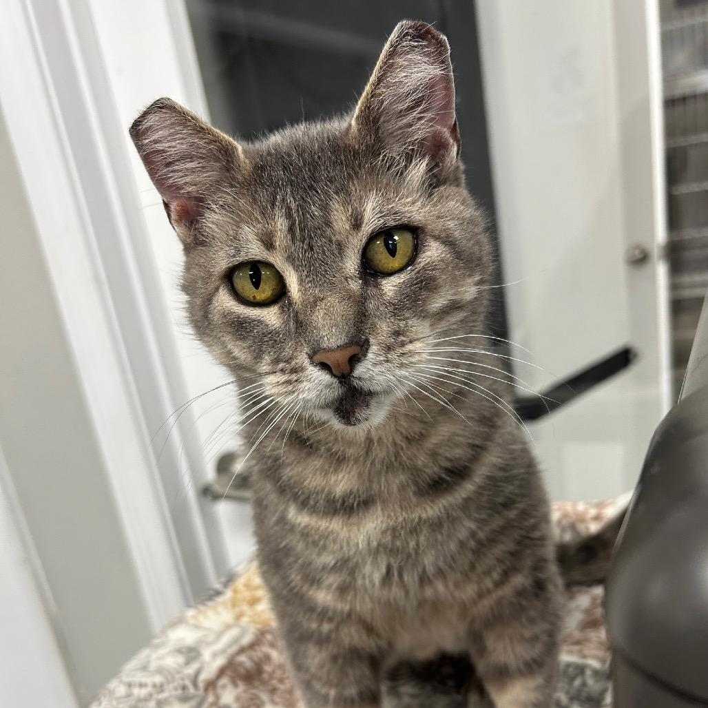 Mae Mae