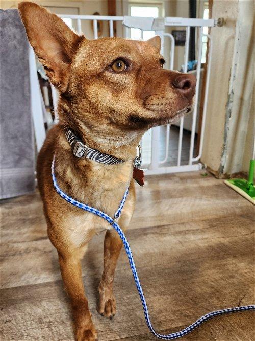 Adoptable Dogs & Puppies in Appleton, WI