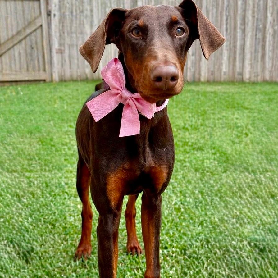 Bonet (Benefactor Dog)