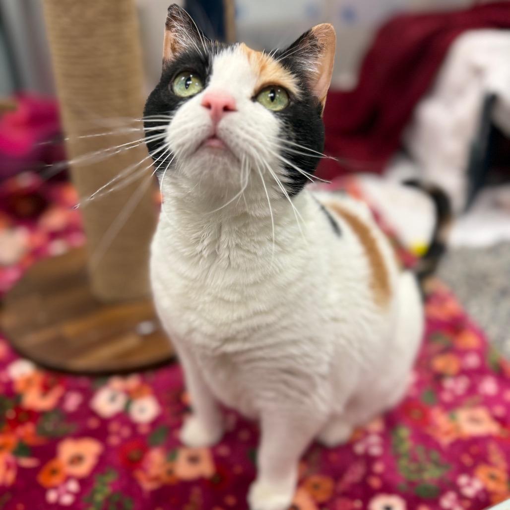 Patches
