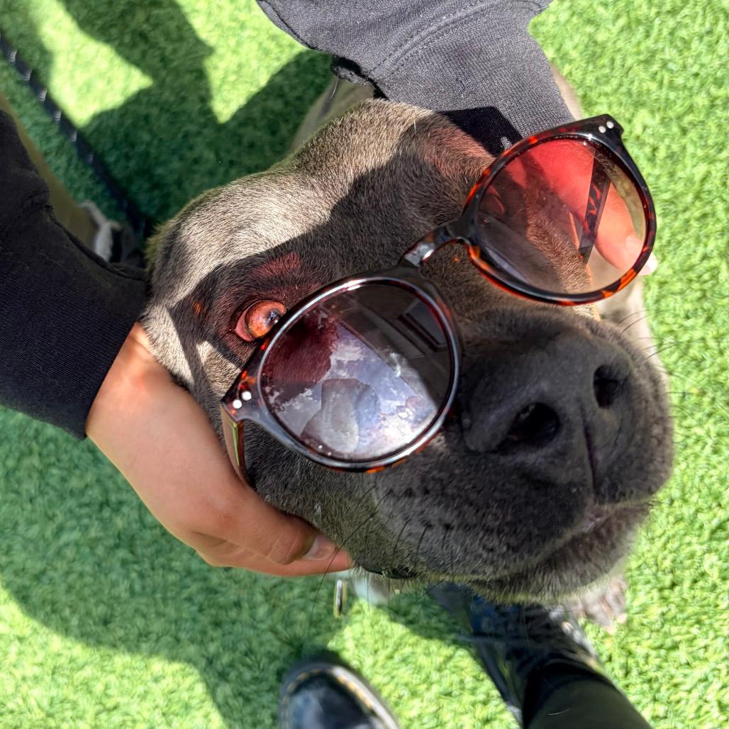 Floyd (Reduced Adoption Fee)