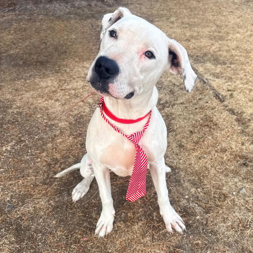 487 (2026) Oogie Boogie 