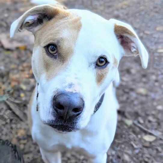 Loki (Dublin)