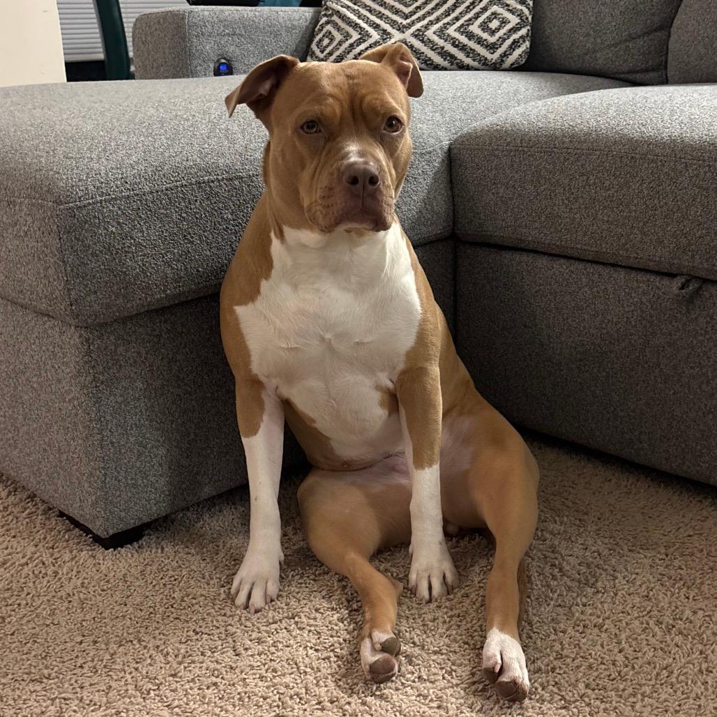 Cocoa