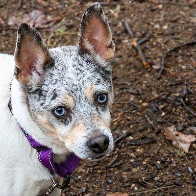 Aspen-In foster $99 - See my video!