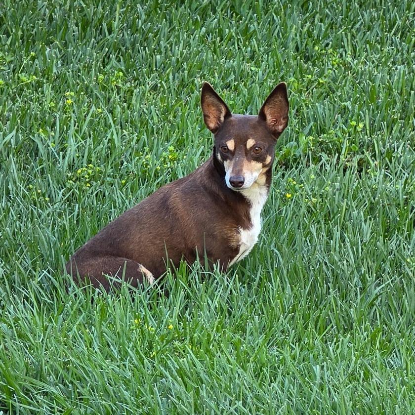 Tessie