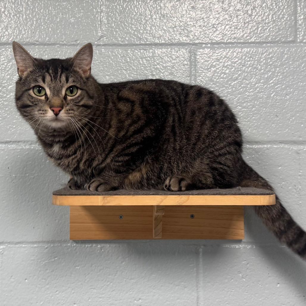 Figaro