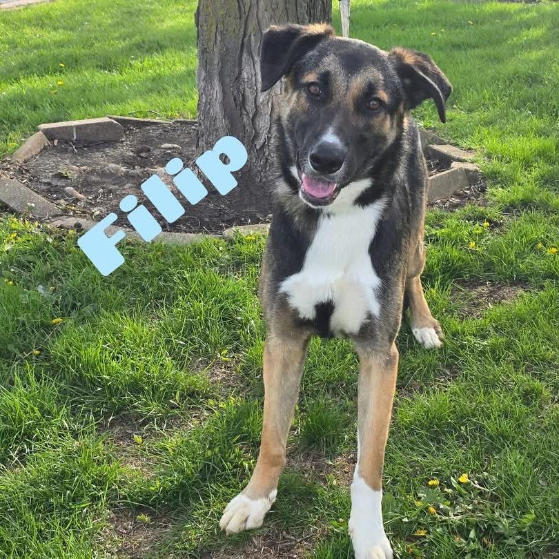 Filip