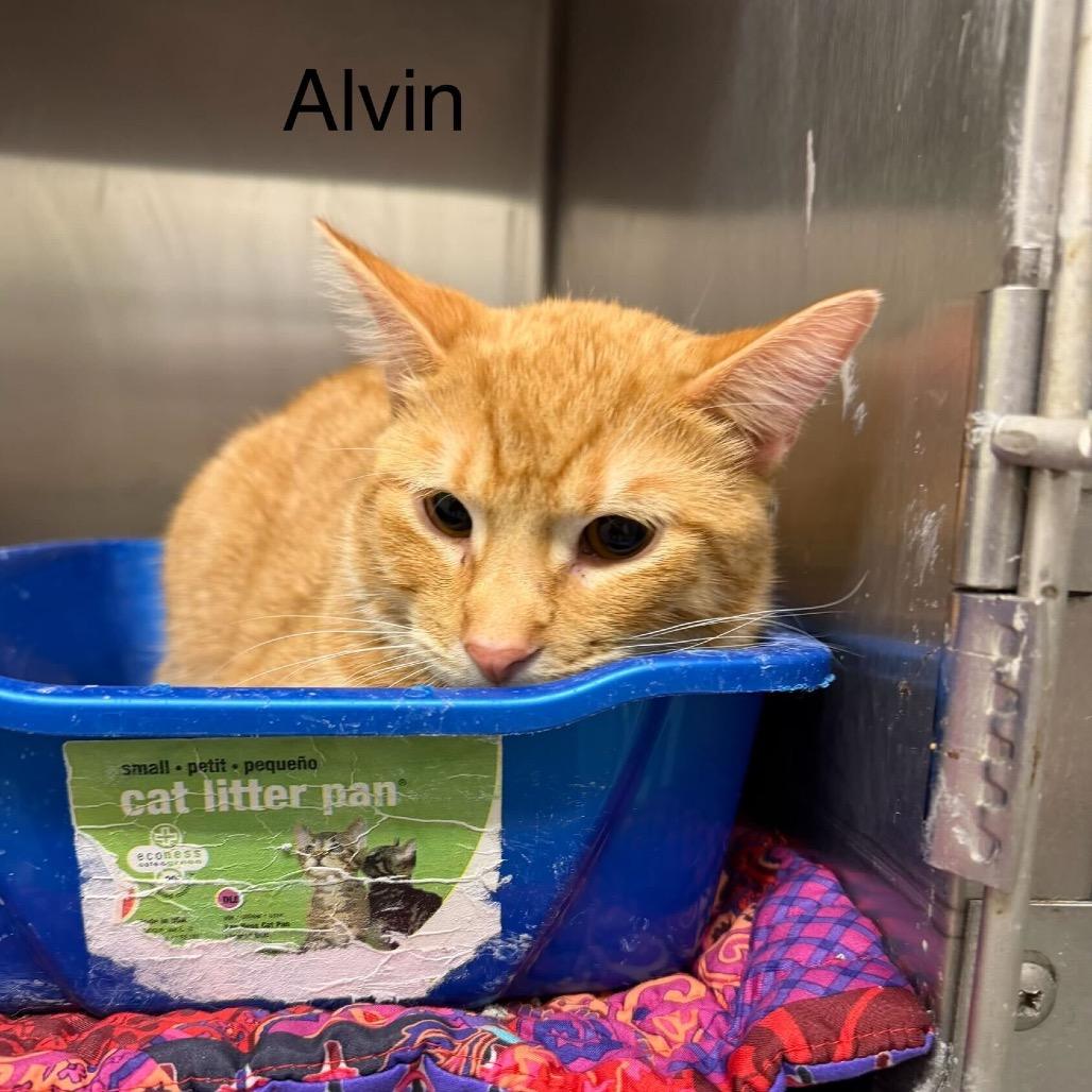 Alvin 