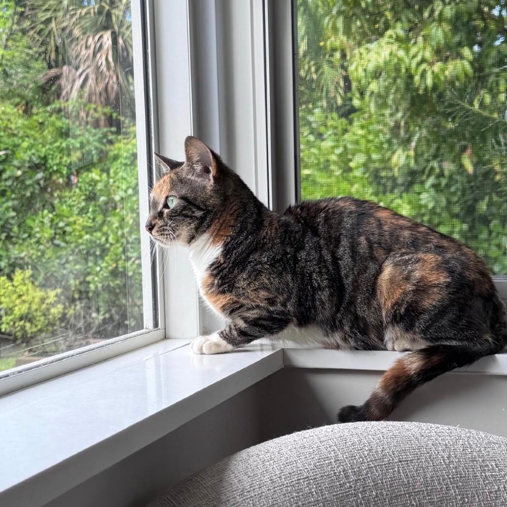 Lyra 