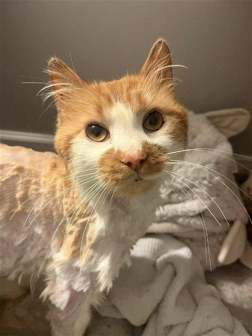 Adoptable Cats & Kittens in Milwaukee, WI