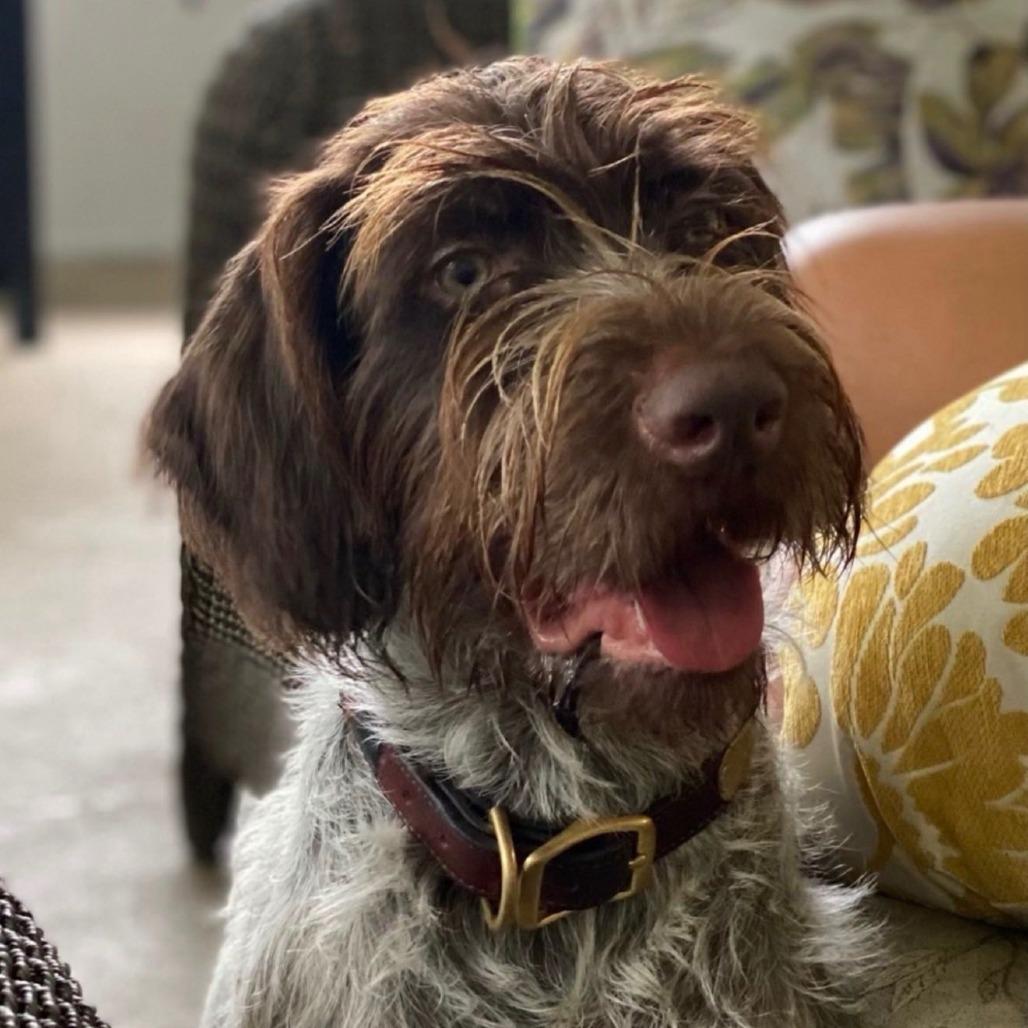 Ringo BONDED WITH CRICKET (Monteverde, Florida)