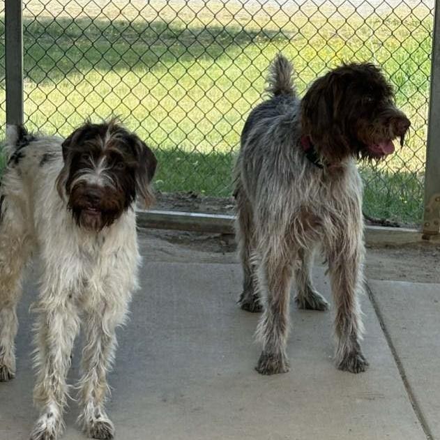 Carly NEED FOSTER BONDED WITH MAGGIE (Tappahanock, Virginia)